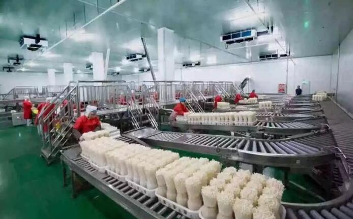 鄒城蘑菇 從田間到舌尖的國家級品質承諾